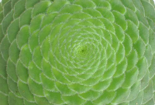 A close up of the aeonium tabuliforme succulent